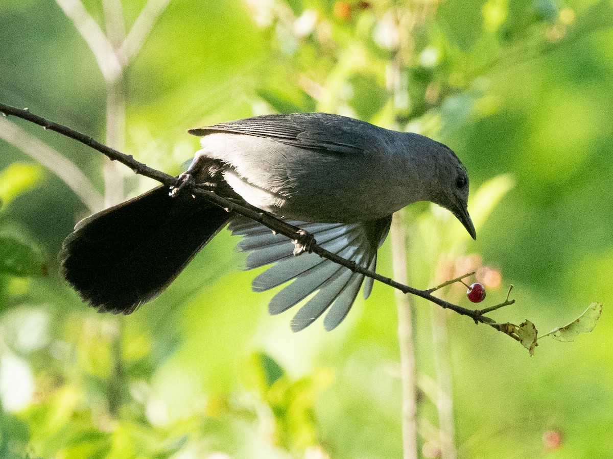 Gray Catbird - ML469830521