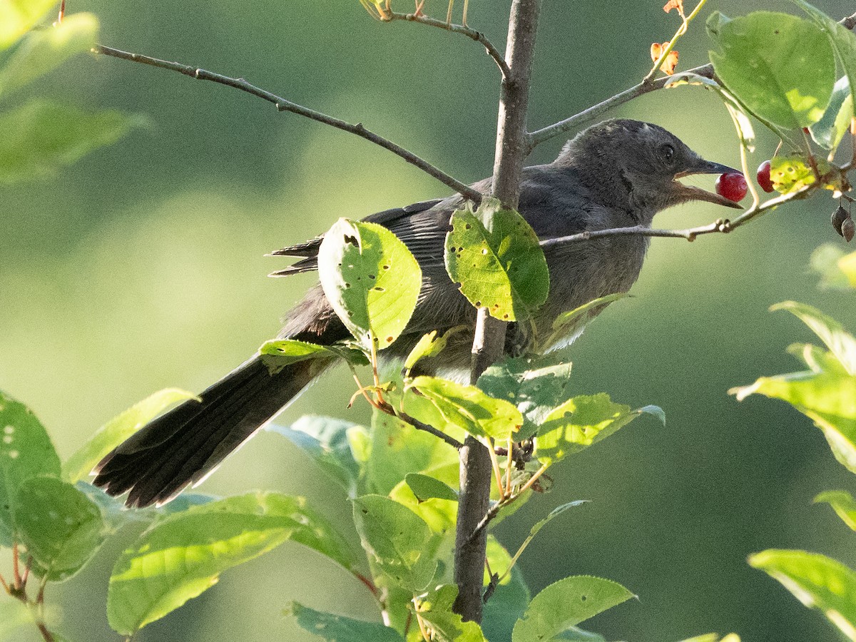 Gray Catbird - Gavin Ailes