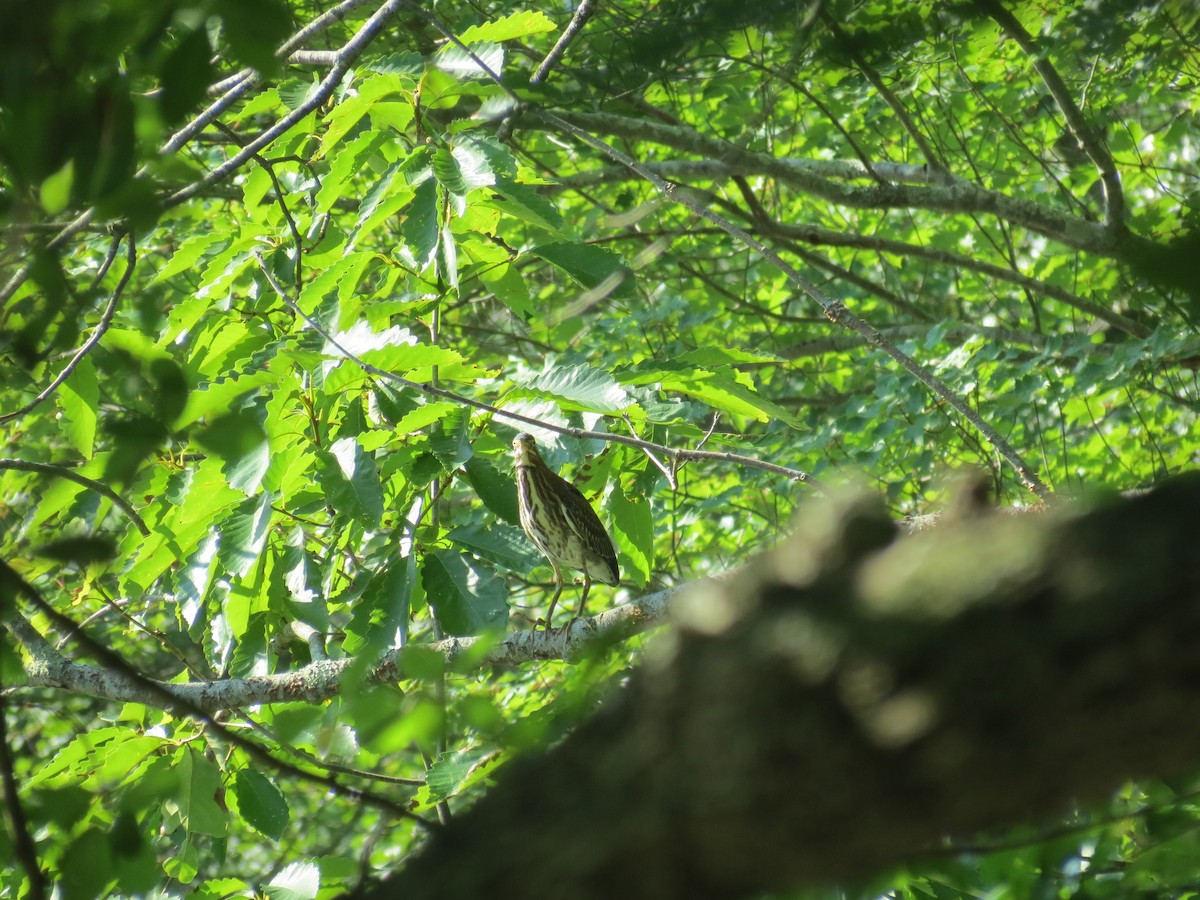 Green Heron - ML469830581