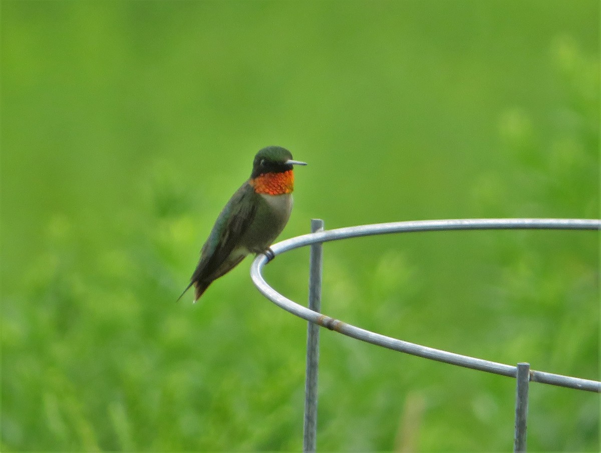 Colibrí Gorjirrubí - ML469832301