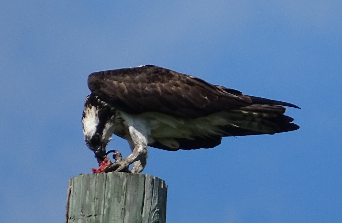 Osprey - ML469833051