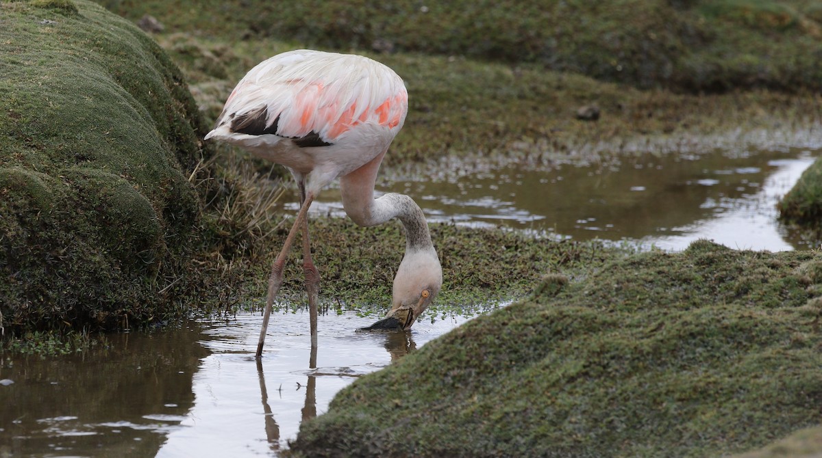 Chilean Flamingo - Richard Greenhalgh