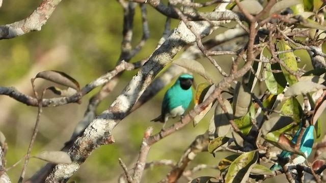 Tangara Golondrina - ML469835621