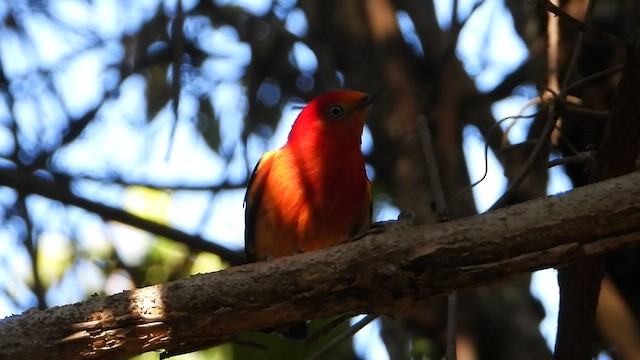 Band-tailed Manakin - ML469837641