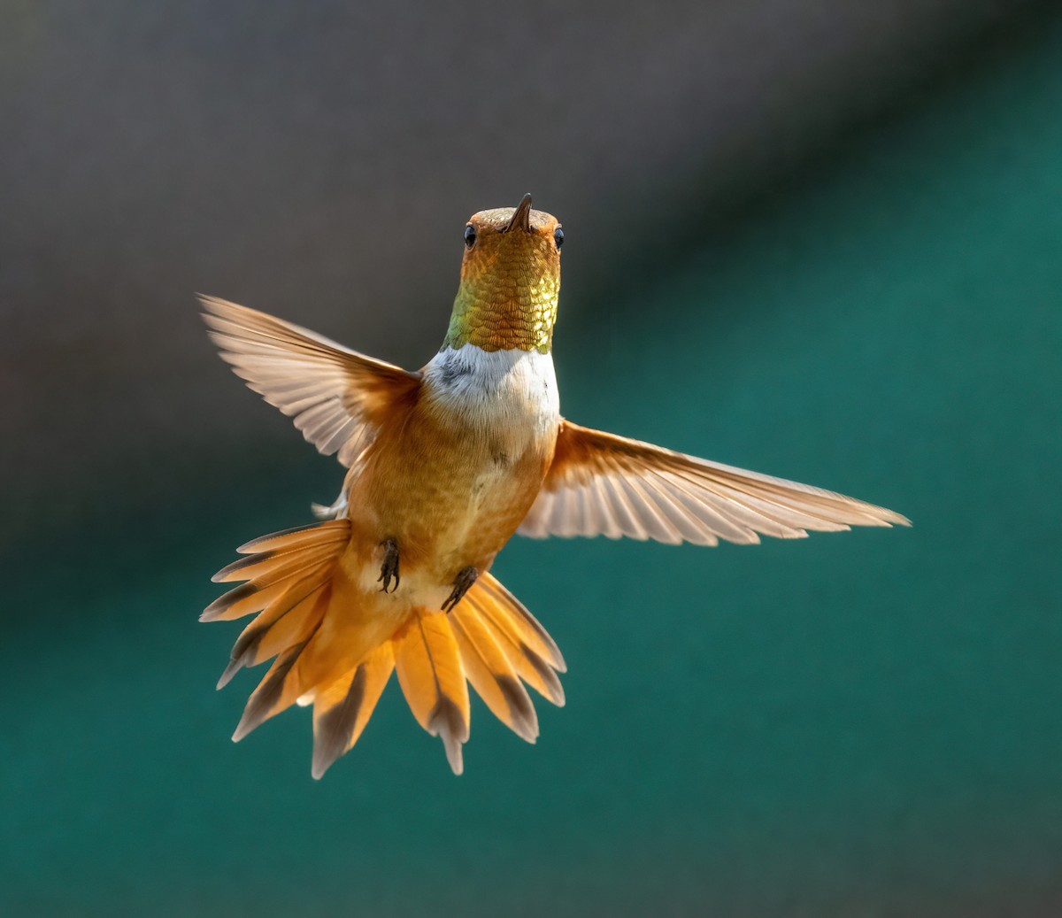 Rufous Hummingbird - Robin Ohrt