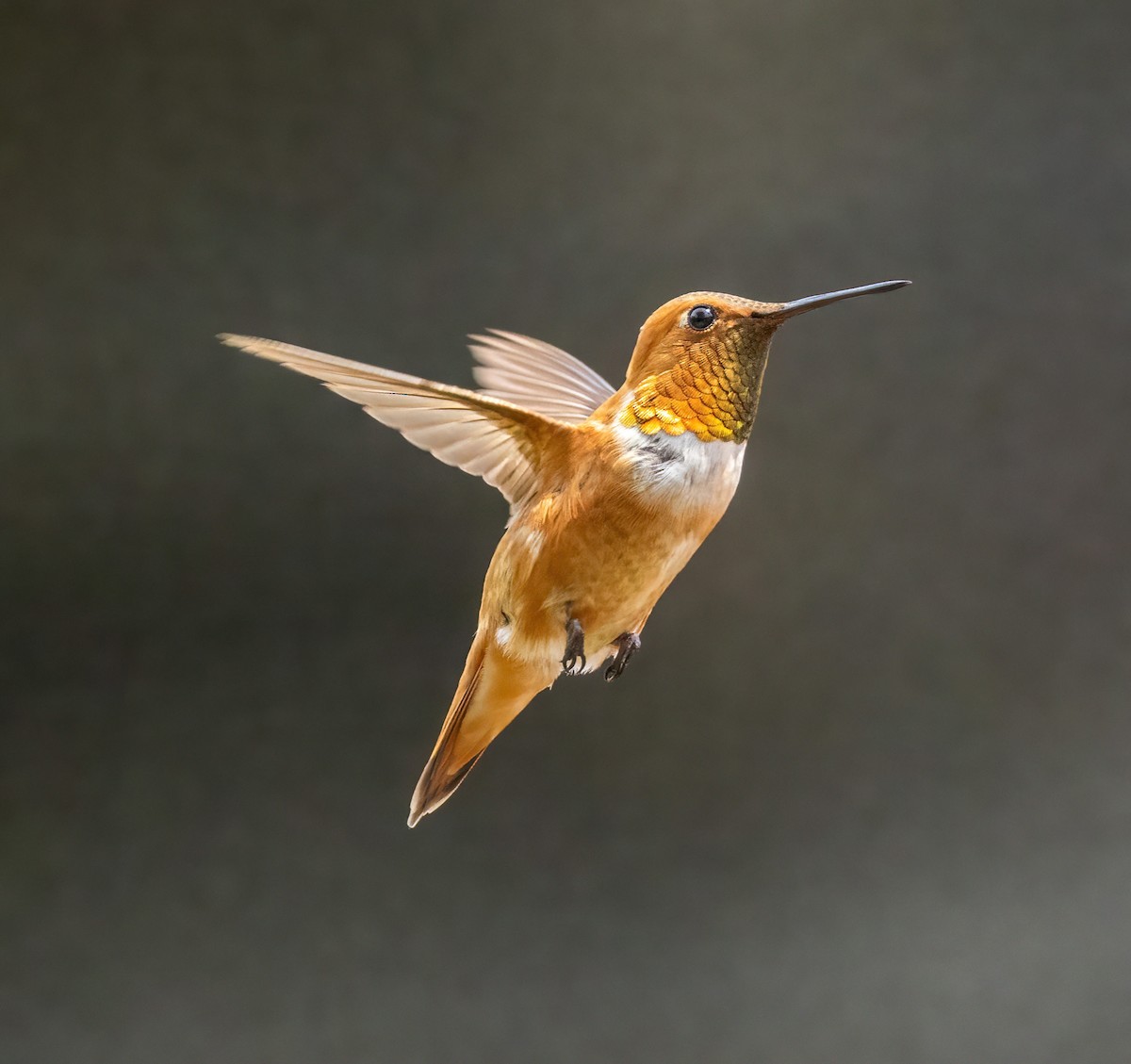 Rufous Hummingbird - Robin Ohrt