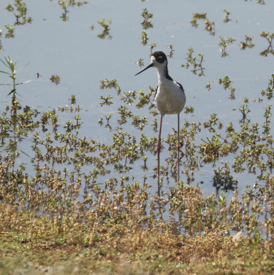 Black-necked Stilt - ML469839591