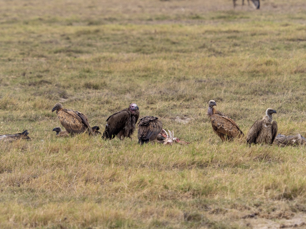 Lappet-faced Vulture - ML469839721