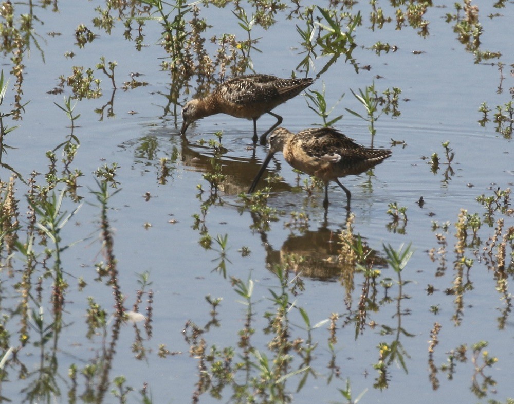 Long-billed Dowitcher - ML469839811