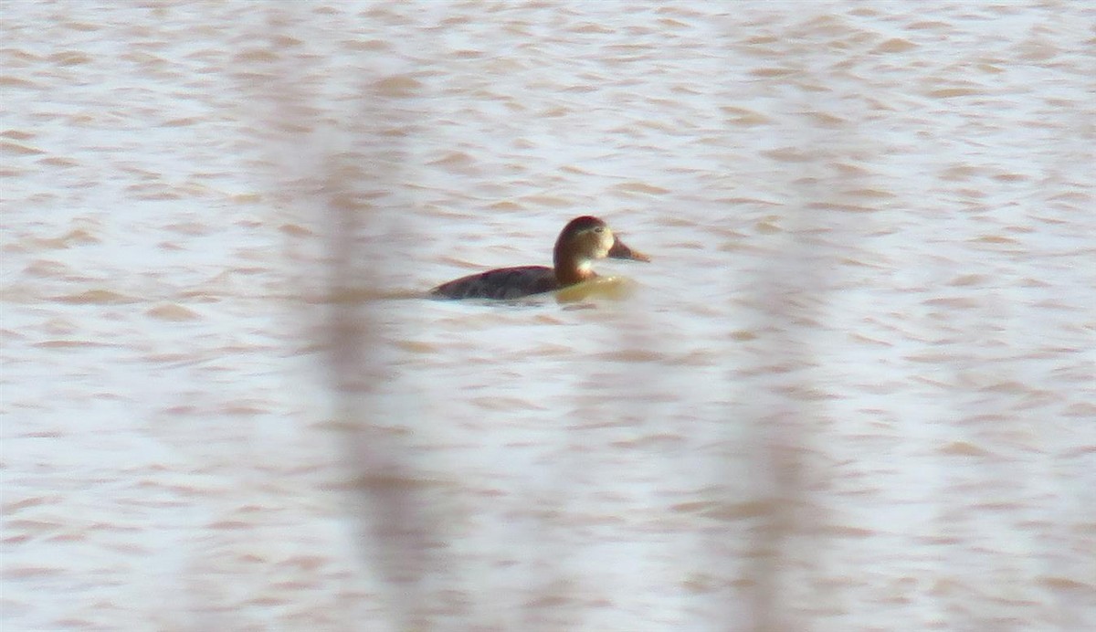 Common Pochard - Miguel  Berkemeier