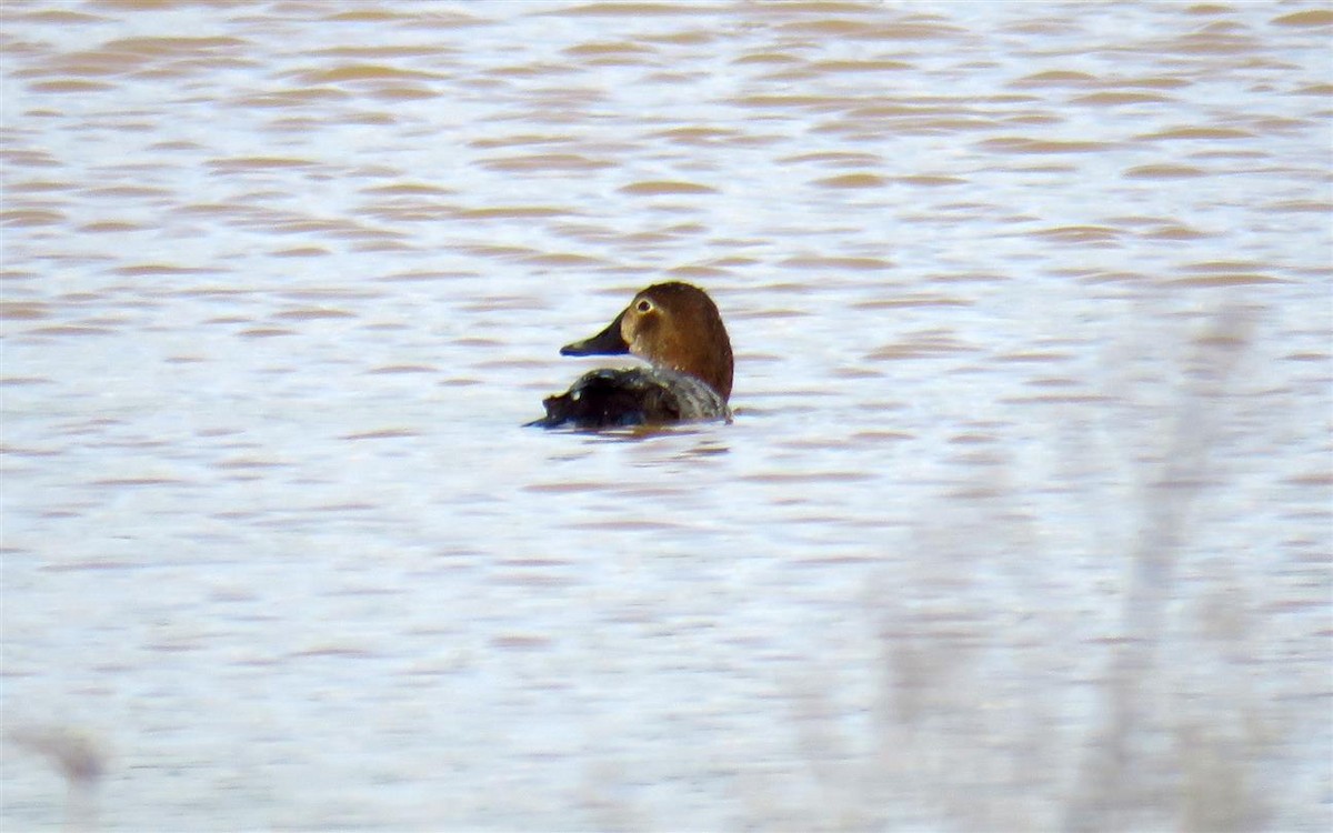 Common Pochard - ML46984031