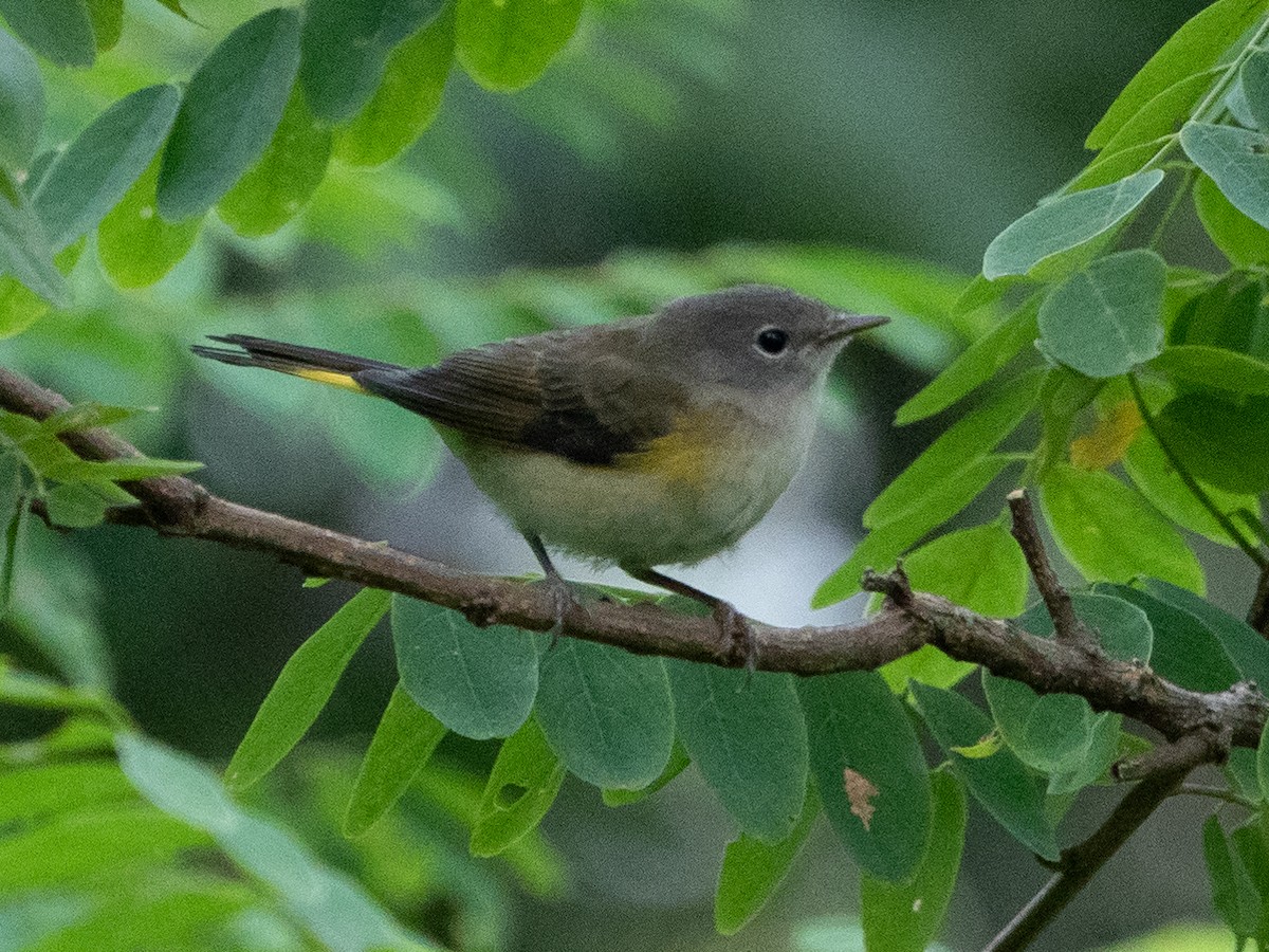 American Redstart - ML469840331