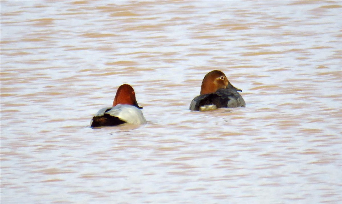 Common Pochard - ML46984041