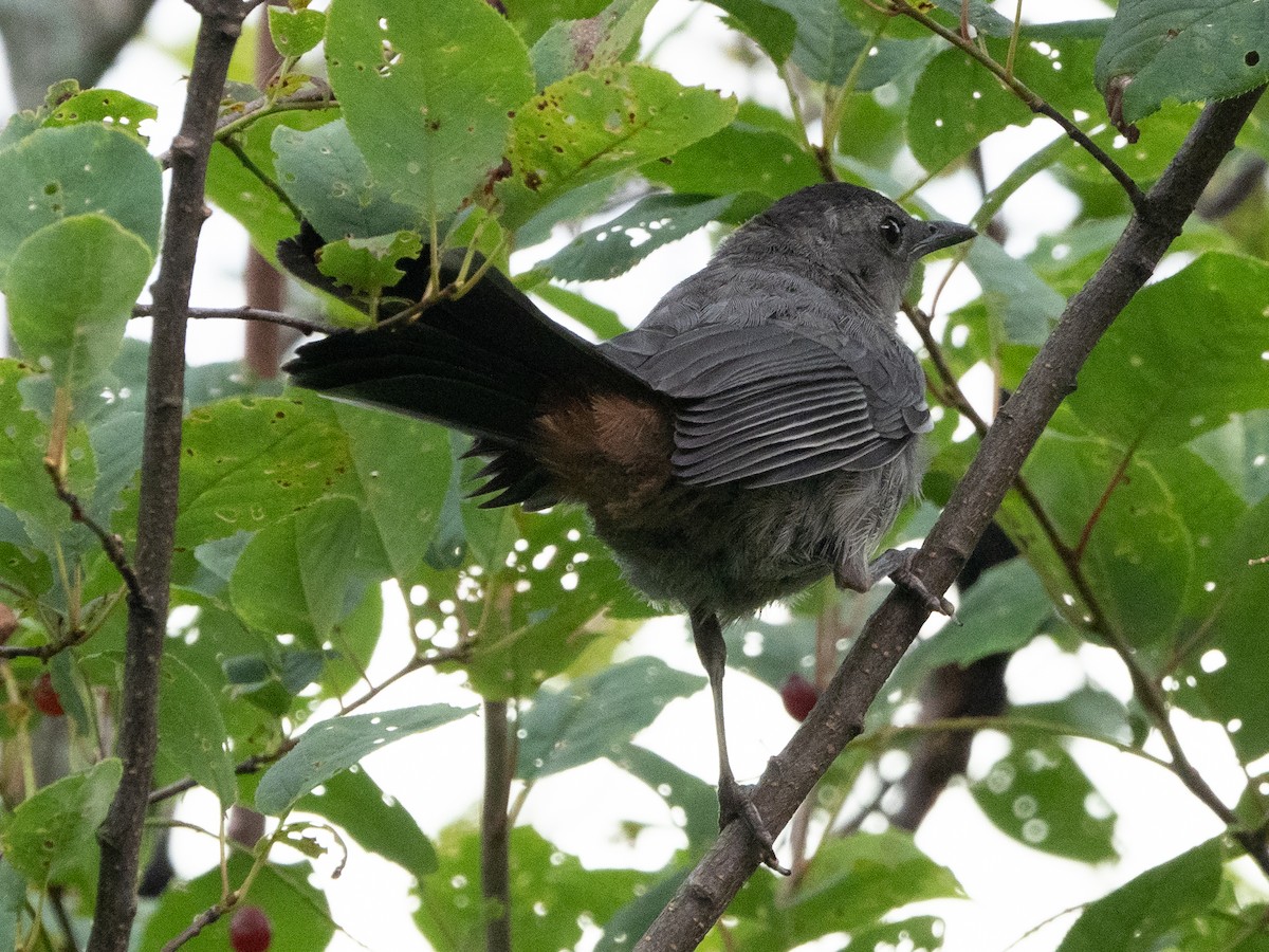 Gray Catbird - ML469840531