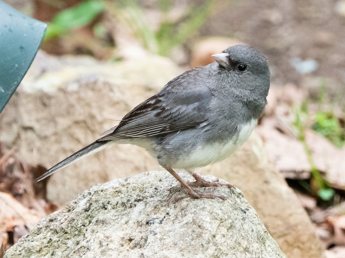 Dark-eyed Junco - ML469840811