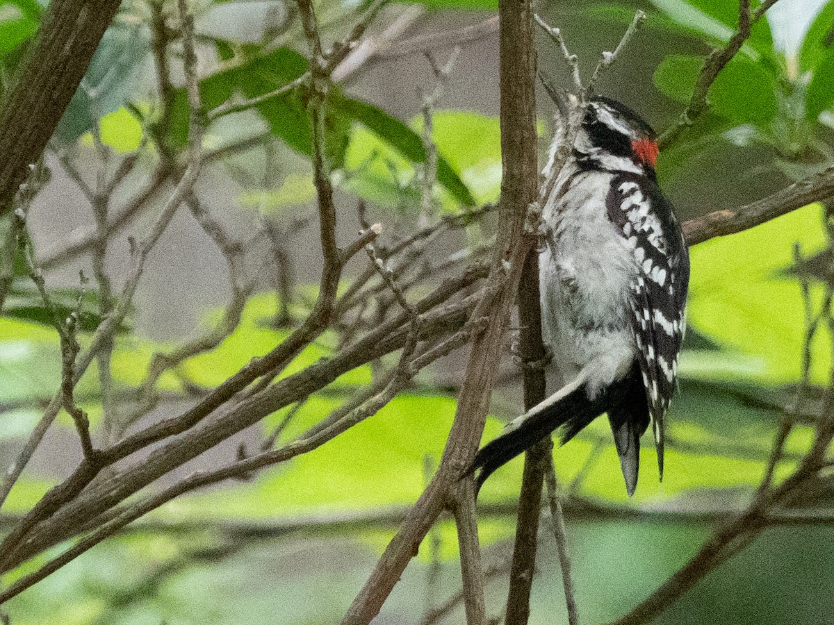 Hairy Woodpecker - ML469840941