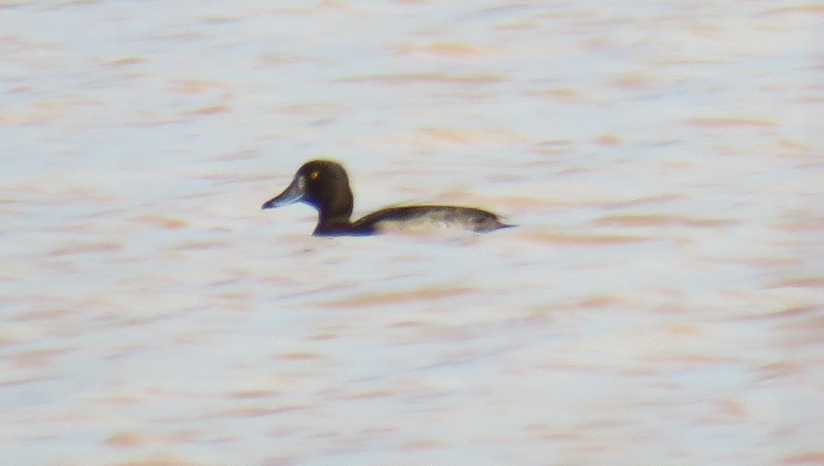 Tufted Duck - ML46984151