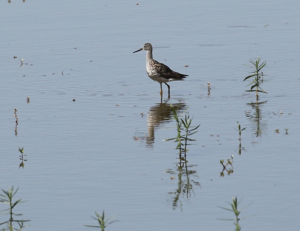 Greater Yellowlegs - ML469841731