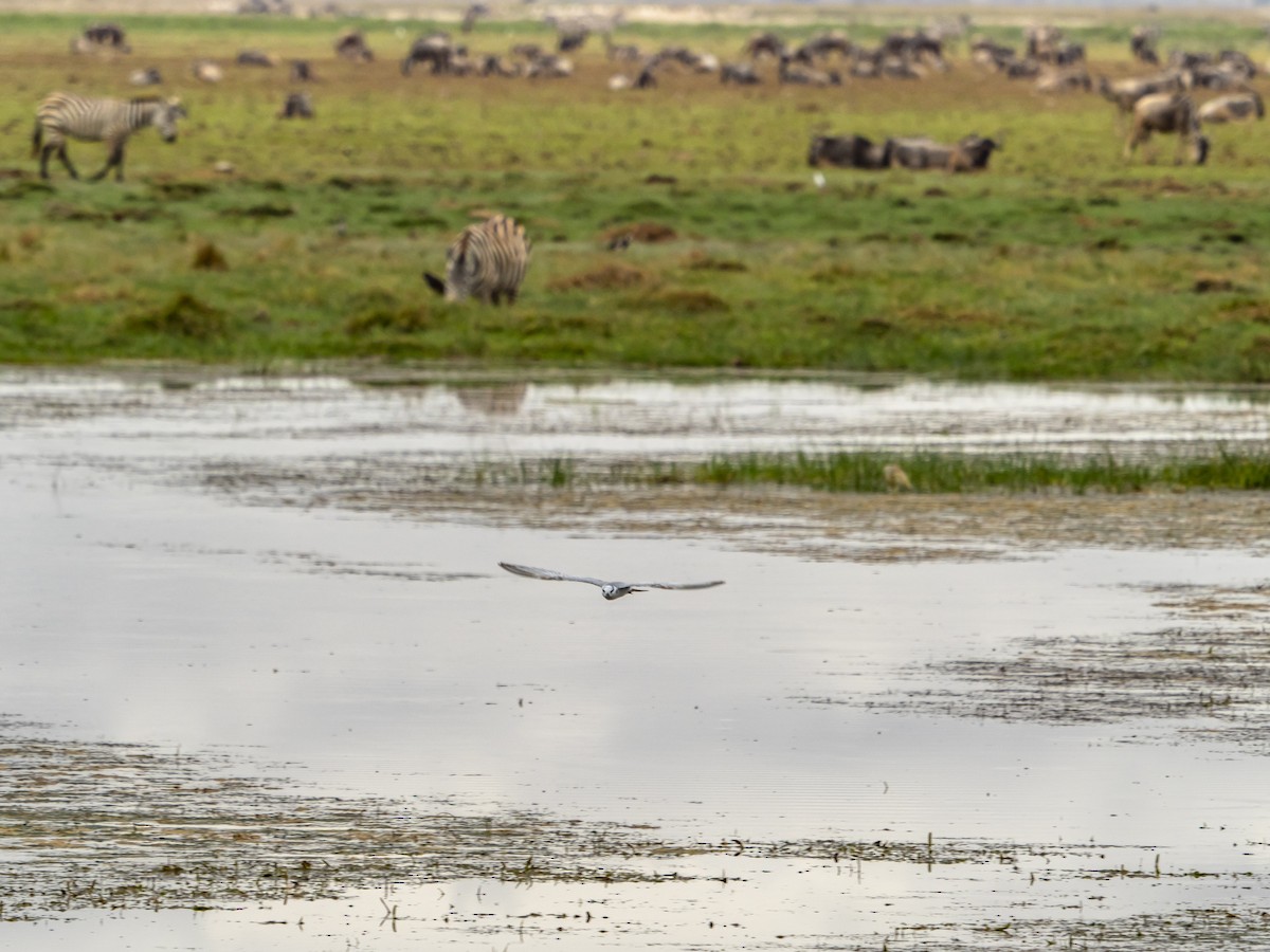 Whiskered Tern - ML469842131