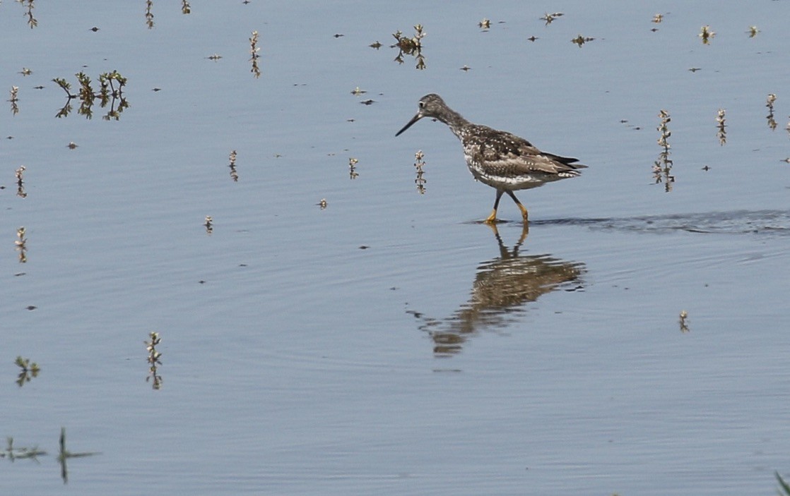 Greater Yellowlegs - ML469842381