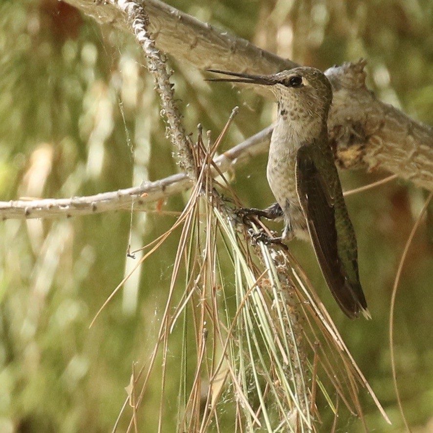 Anna's Hummingbird - ML469843241