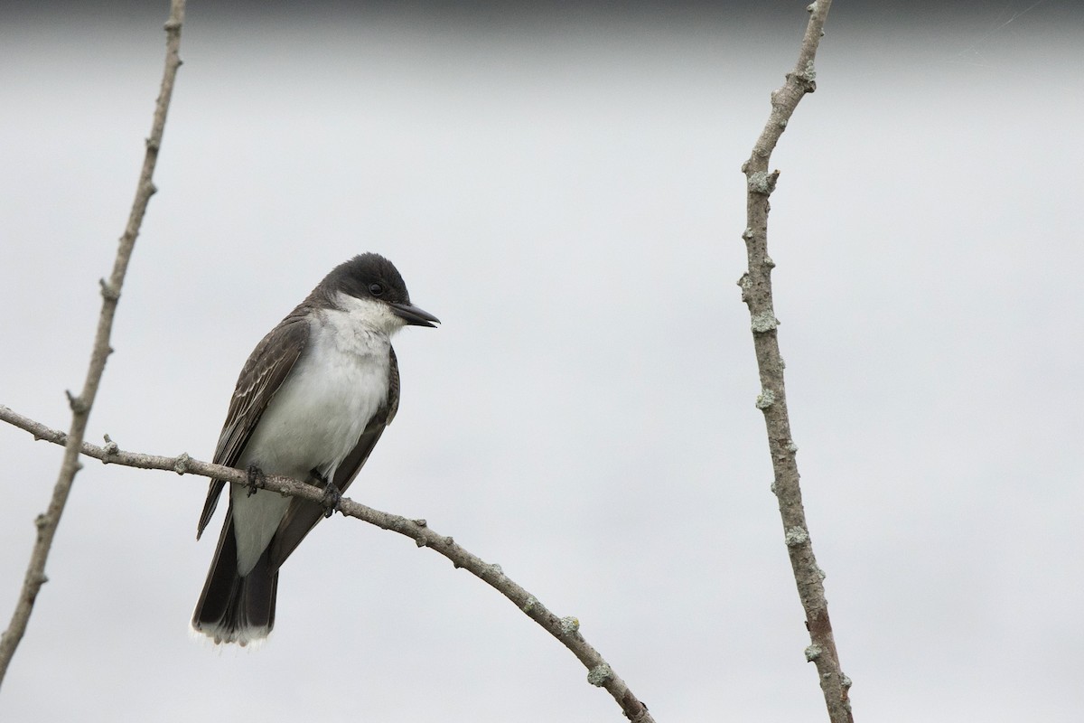 Eastern Kingbird - ML469844071