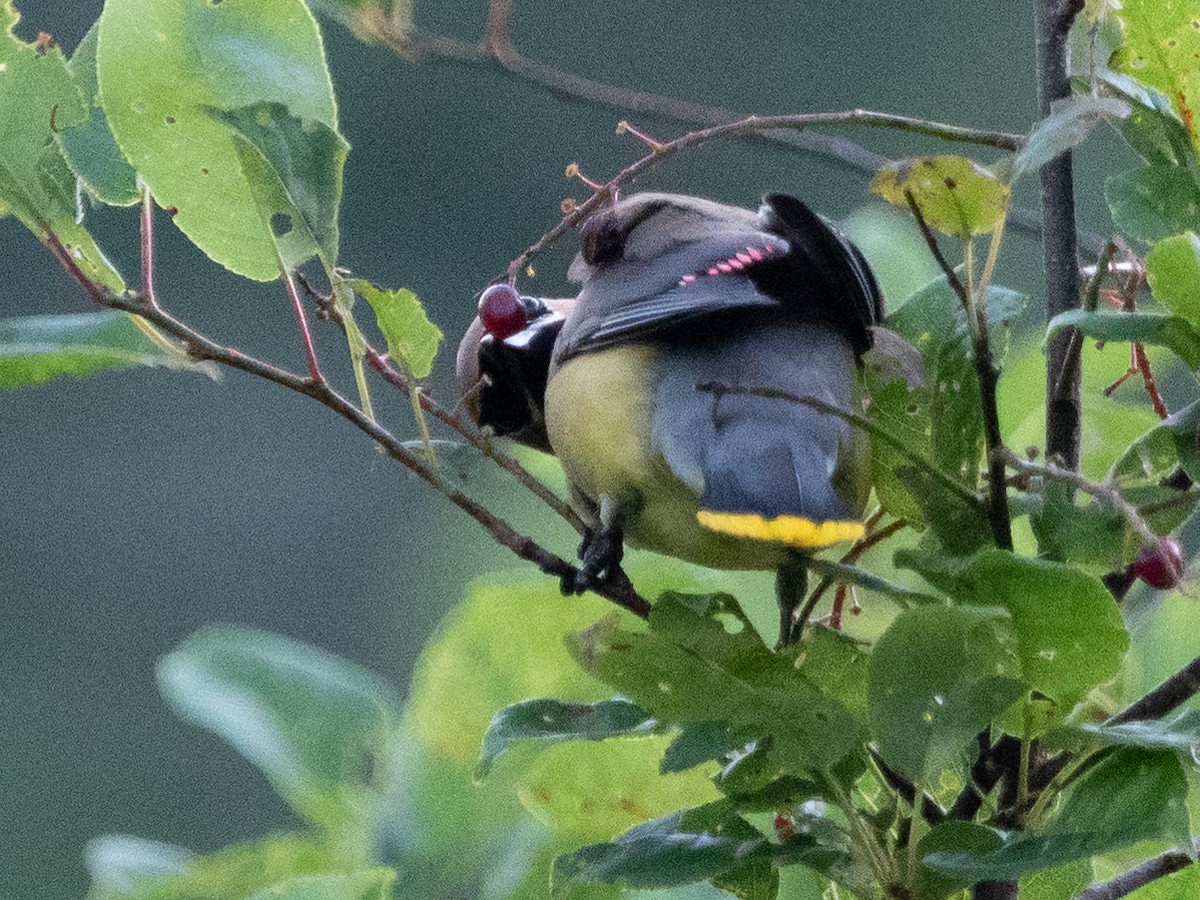 Cedar Waxwing - ML469844701