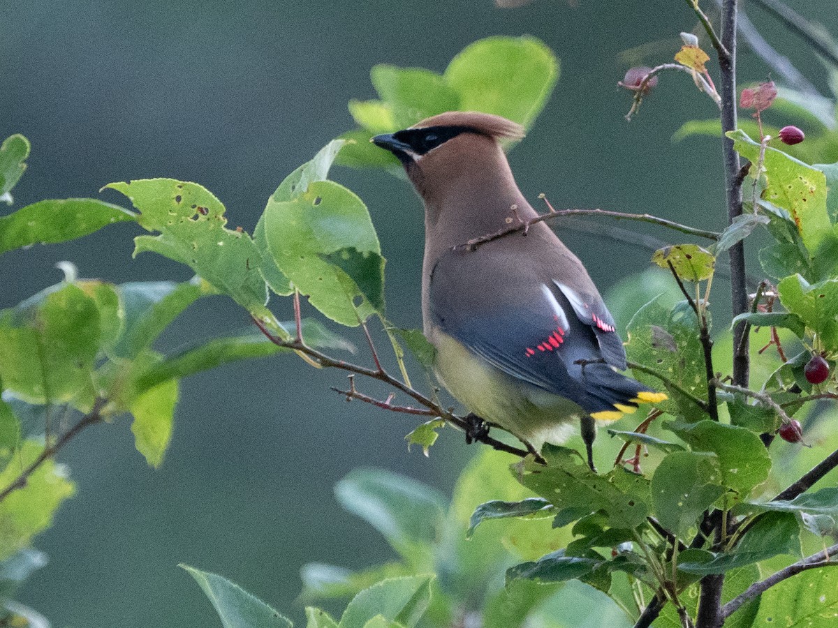 Cedar Waxwing - ML469844731