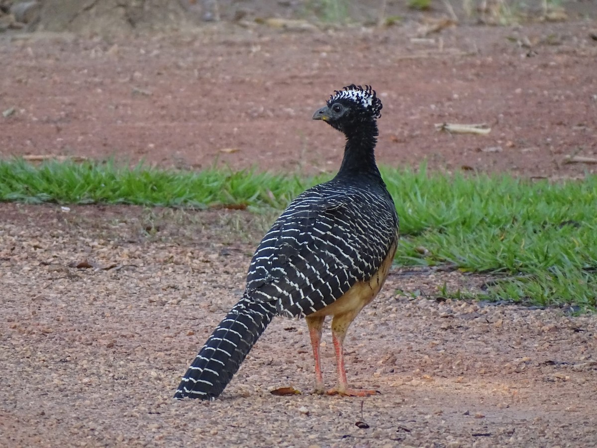 Bare-faced Curassow - ML469844931