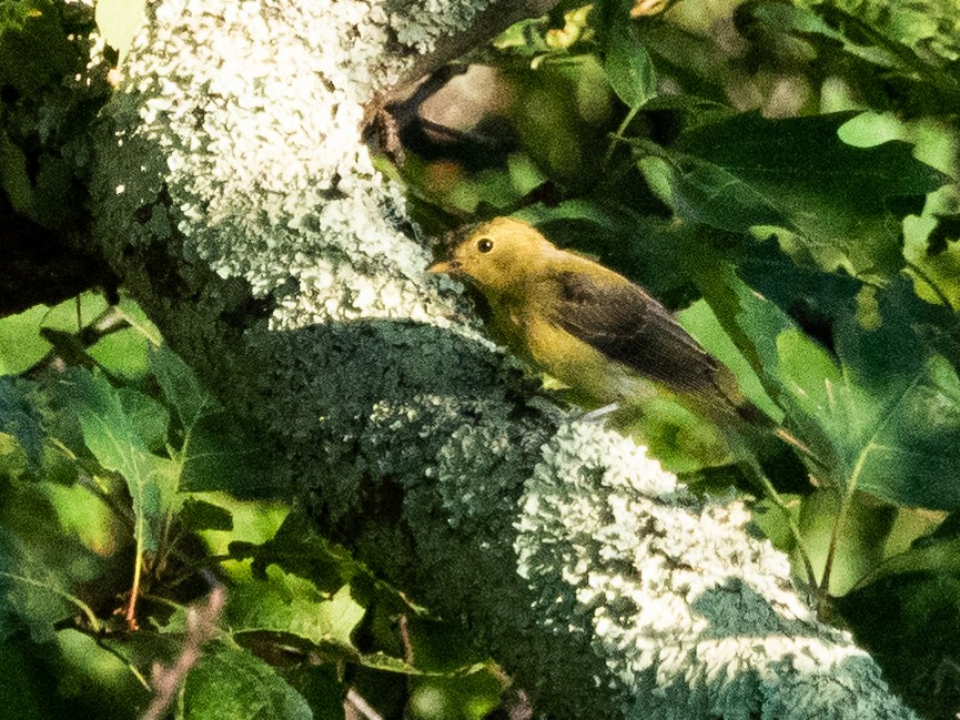 Scarlet Tanager - Gavin Ailes