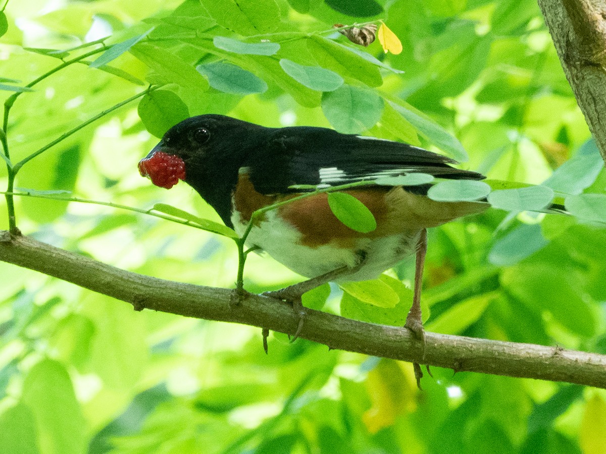 Eastern Towhee - ML469845191