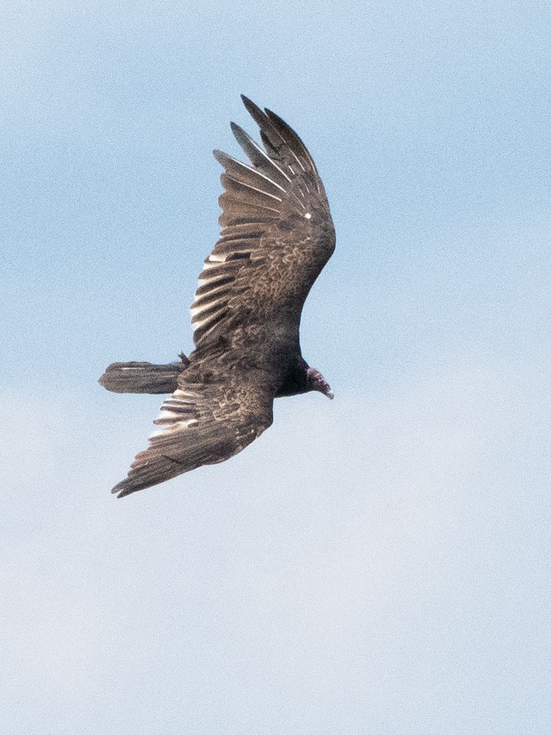 Turkey Vulture - ML469845491