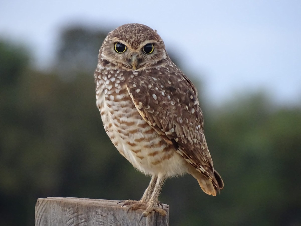 Burrowing Owl - ML469845961