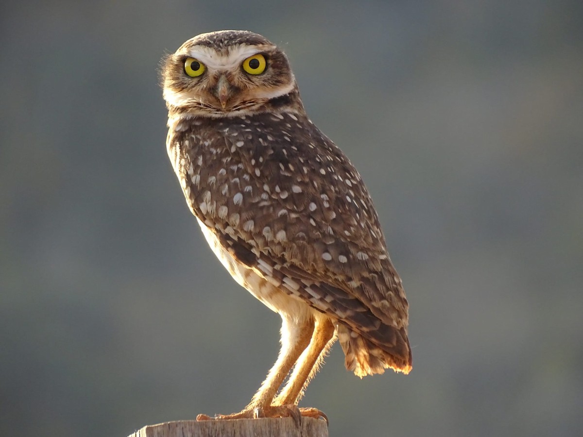 Burrowing Owl - ML469846041