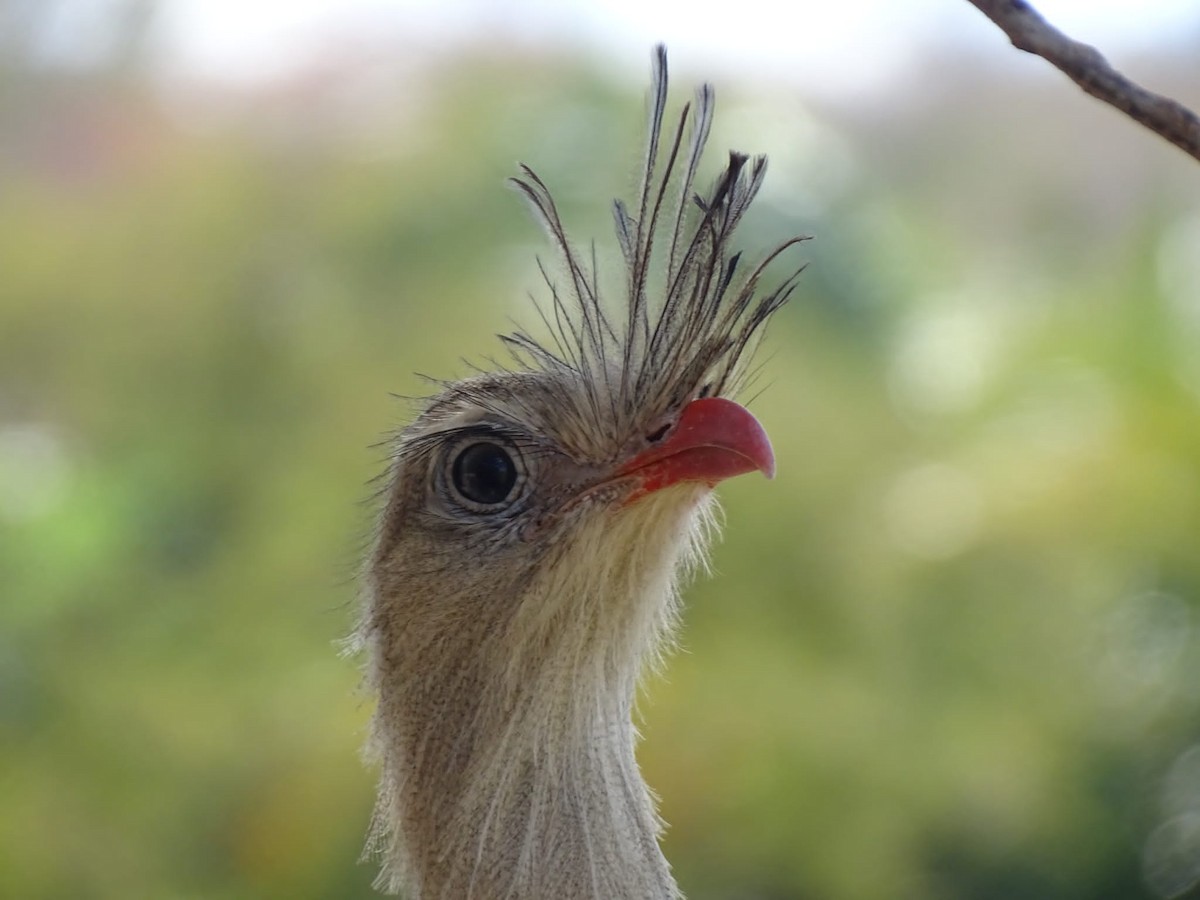 Red-legged Seriema - ML469846201