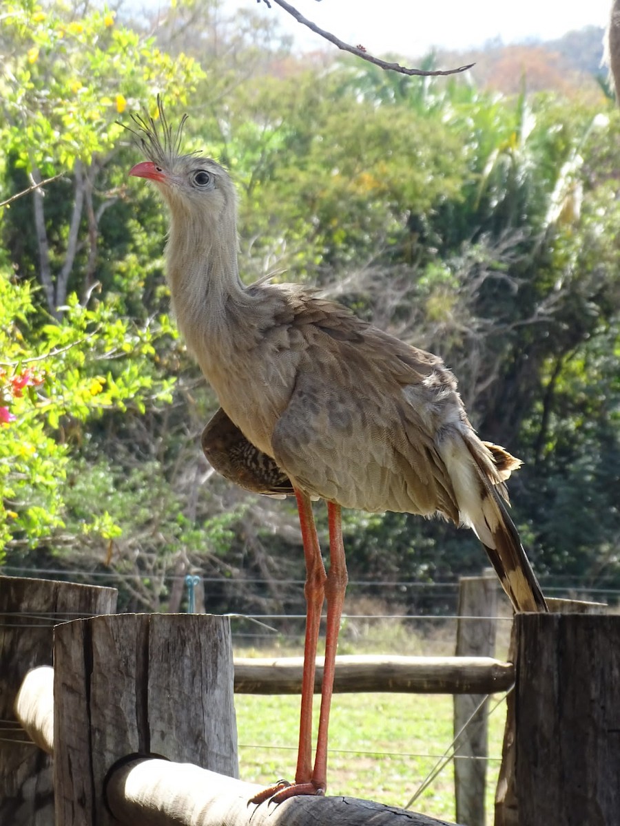 Red-legged Seriema - ML469846211