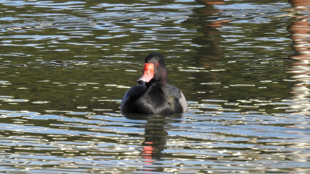 Rosy-billed Pochard - ML469846231