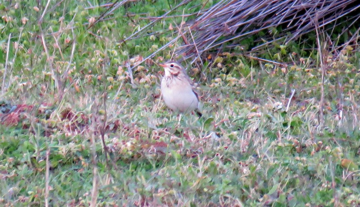 Richard's Pipit - ML46984651