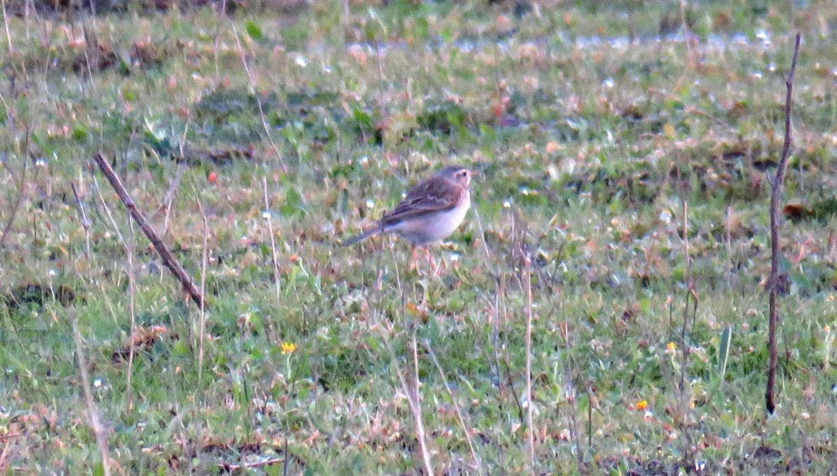 Richard's Pipit - ML46984661