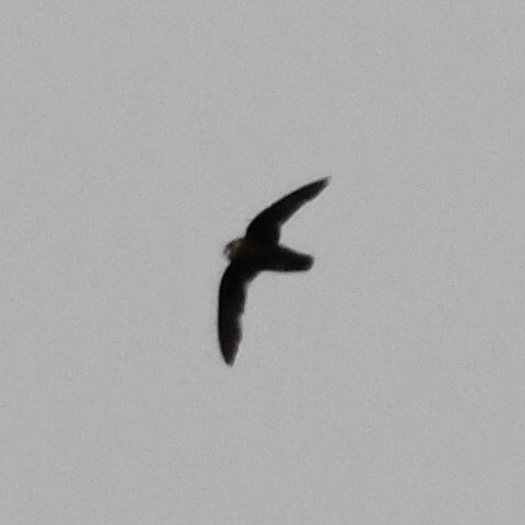 Spot-fronted Swift - Andres Paniagua