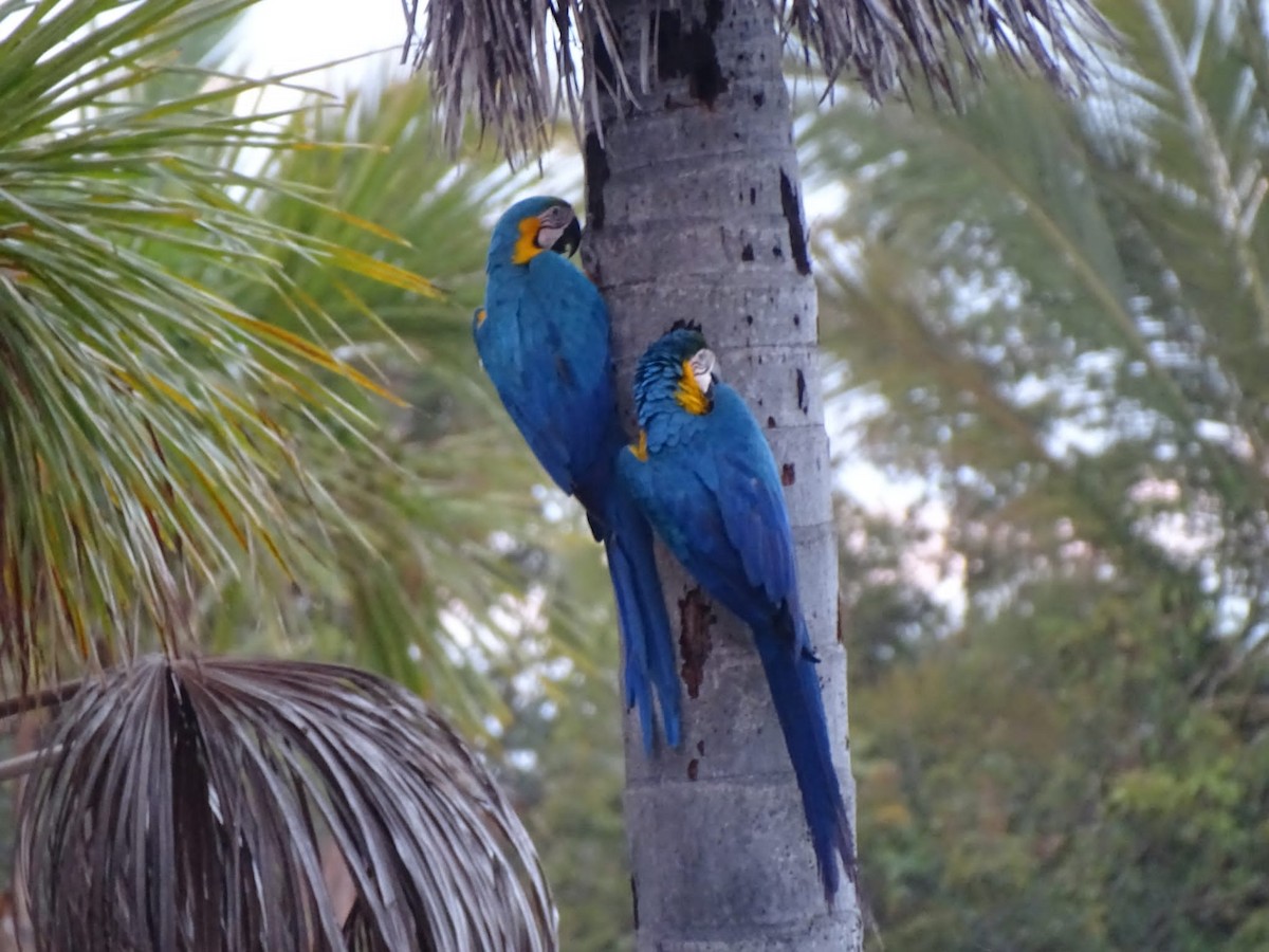 Blue-and-yellow Macaw - ML469848651