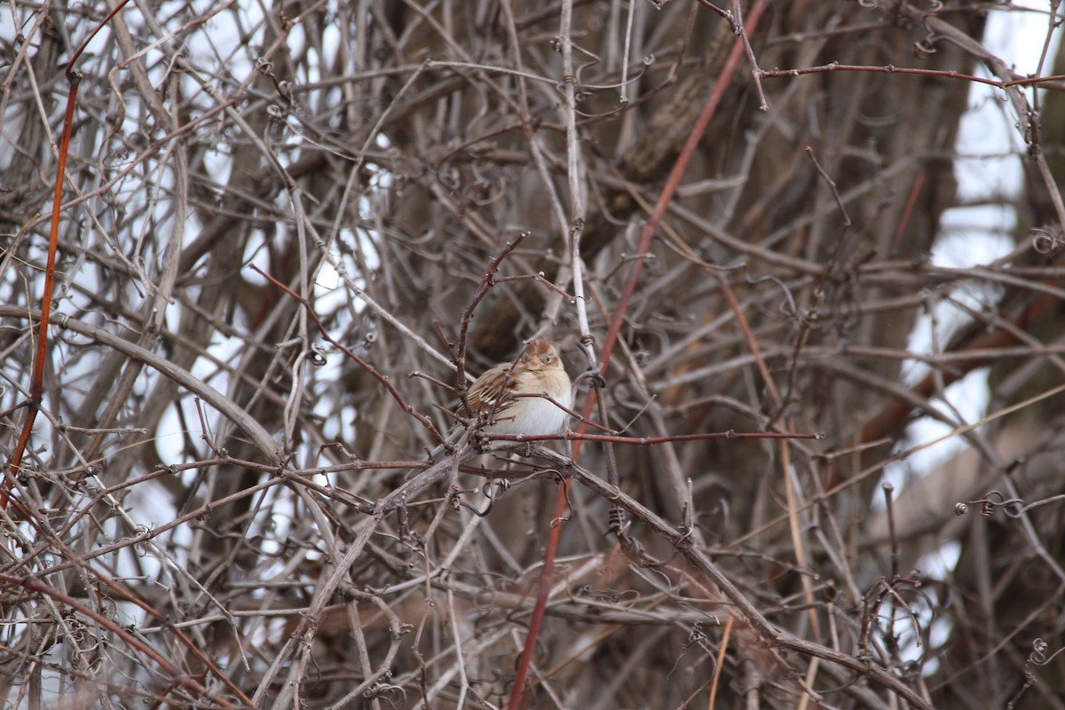 Field Sparrow - ML46984941