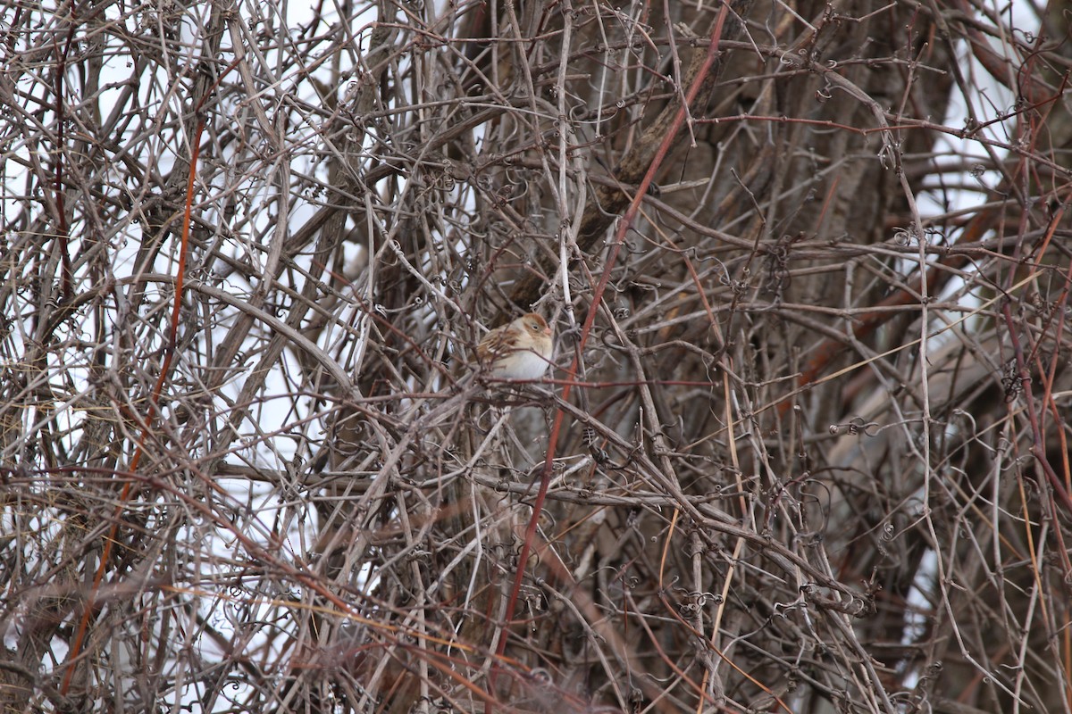 Field Sparrow - ML46984961