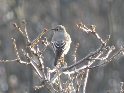 Townsend's Solitaire - ML46985021