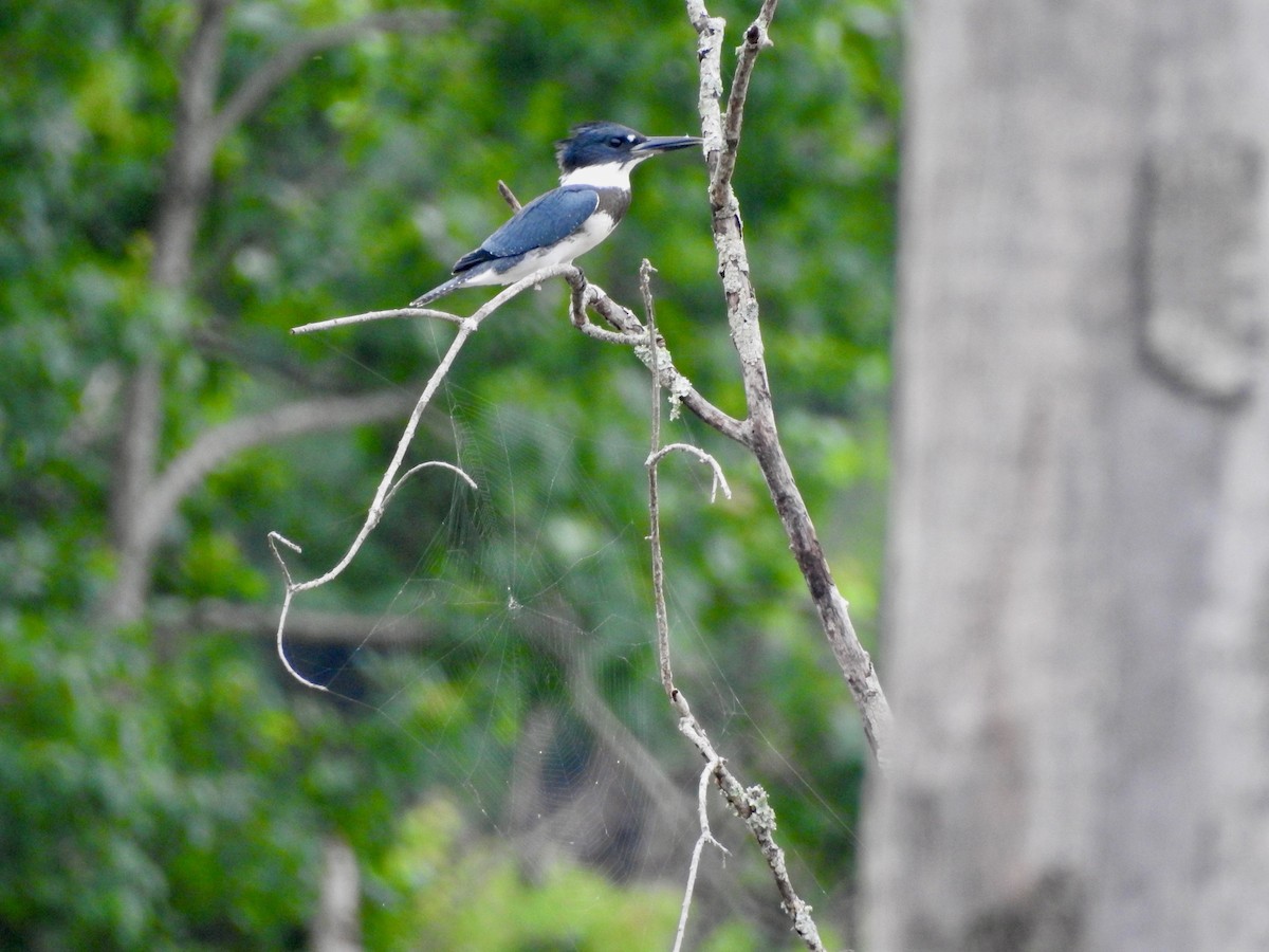 Belted Kingfisher - ML469850741