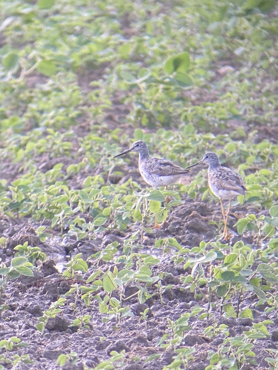 Greater Yellowlegs - ML469850791