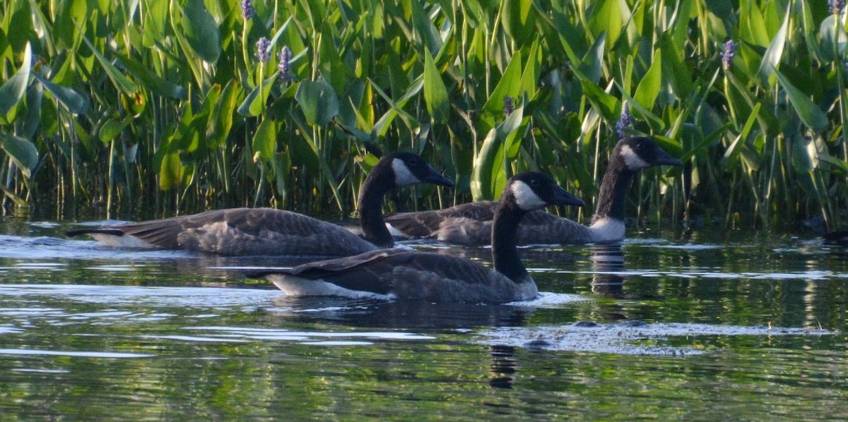 Canada Goose - ML469851211