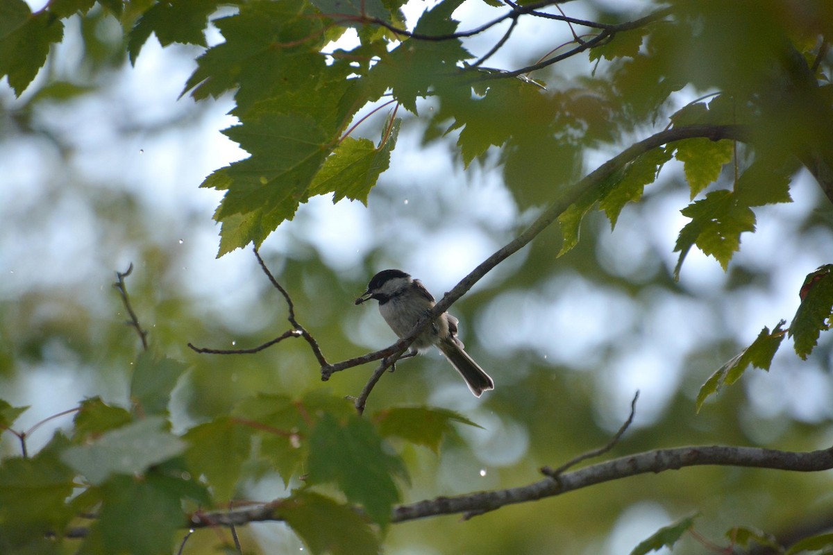 Black-capped Chickadee - James Armstrong