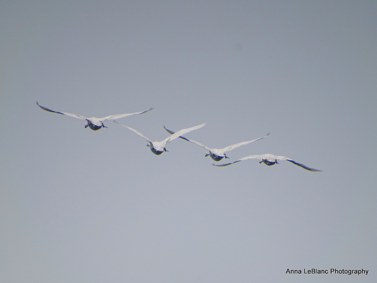 Mute Swan - ML469851551