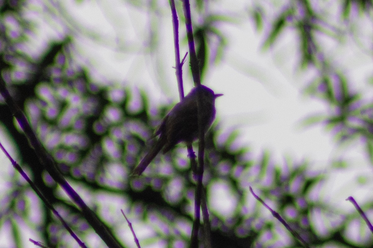 Pine Flycatcher - ML469852191